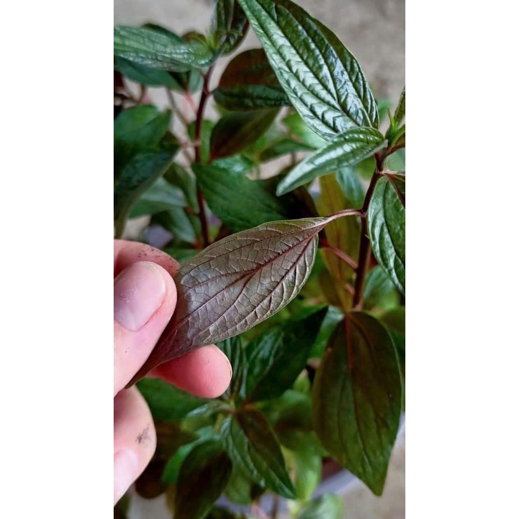 Cây Thuốc Dòi Thân Tím: Vị Thuốc Quý Từ Dân Gian